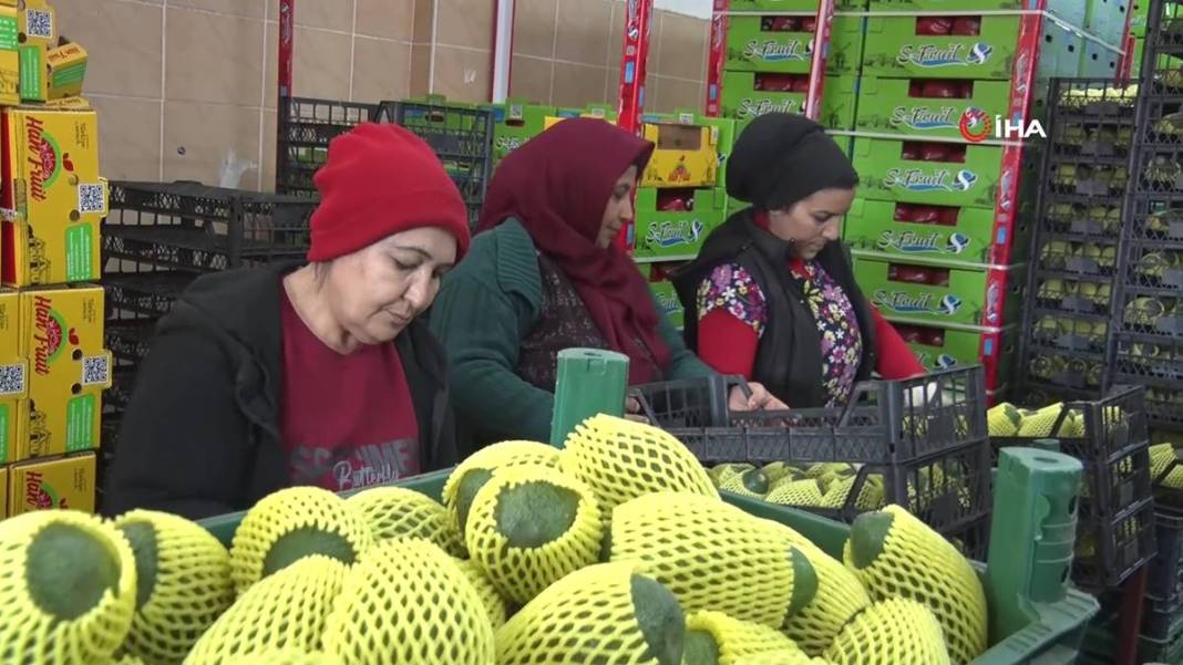 Talebe yetişemiyorlar, adeta yok satıyor! O ilimizde yerli tropikal meyve hasadı başladı 16